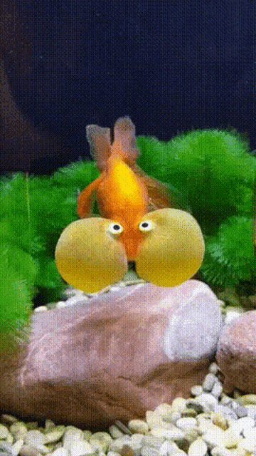 Funny Fish Goldfish GIF - Funny Fish Goldfish Fish GIFs