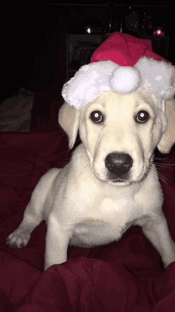 a small white dog wearing a santa hat