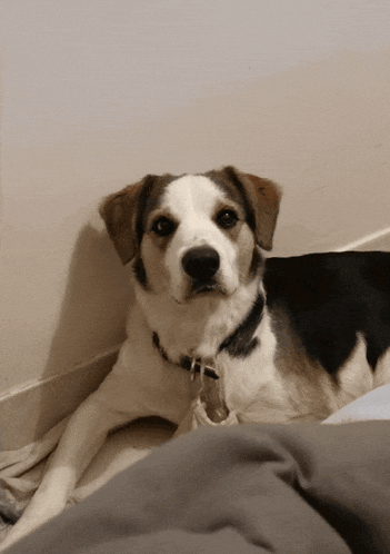 a brown and white dog is laying on a bed and looking at the camera