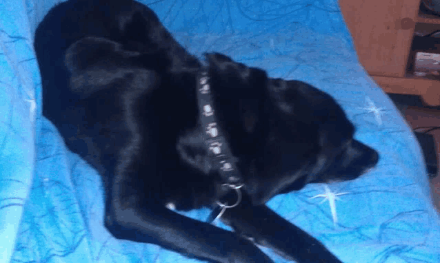 a black dog laying on a blue blanket with a black collar
