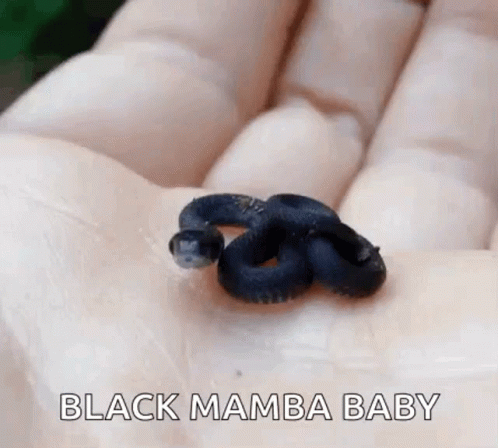 Snake Tiny GIF