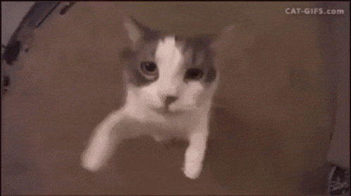 a close up of a cat 's face with a blurred background .