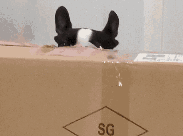 a black and white dog sticking its head out of a box