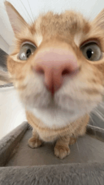 Teo’s Cat Is A Meme Now GIF - Teo’s Cat Is A Meme Now GIFs