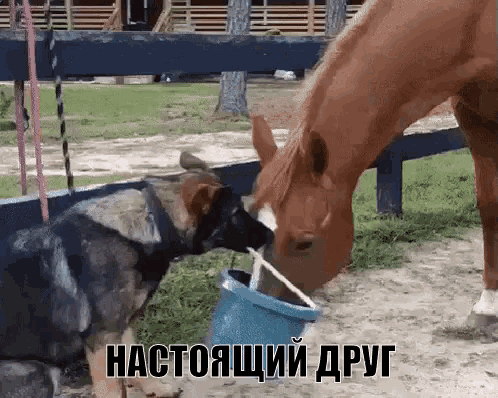 настоящий друг пёс помогает коню кушать GIF - Real Friend Dog GIFs