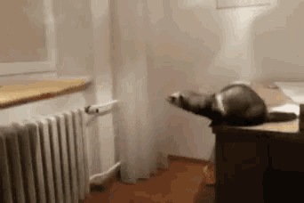a ferret laying on a desk in a room