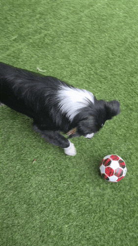 a black and white dog playing with a red and white ball