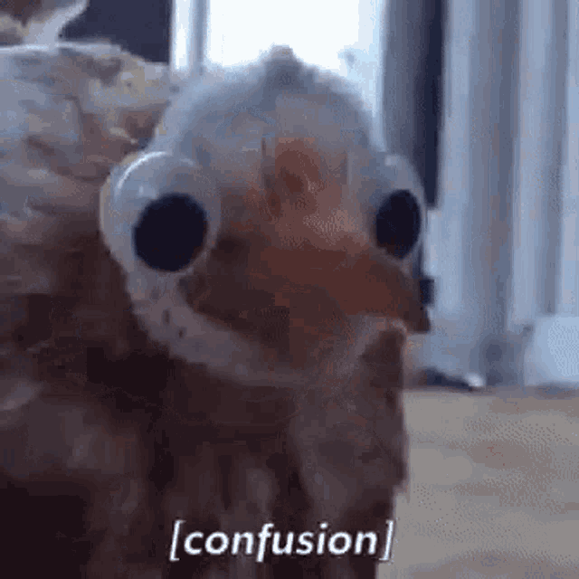 a close up of a bird with googly eyes looking at the camera .