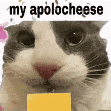 a cat is holding a piece of cheese with the words `` my apology cheese '' written on it .