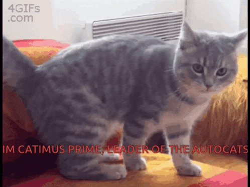 a cat with the words catimus prime leader of the autocats written below it