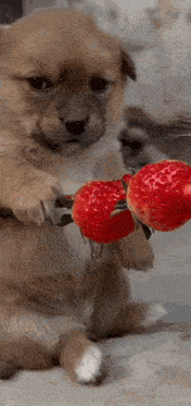 a puppy is holding two strawberries on a stick .