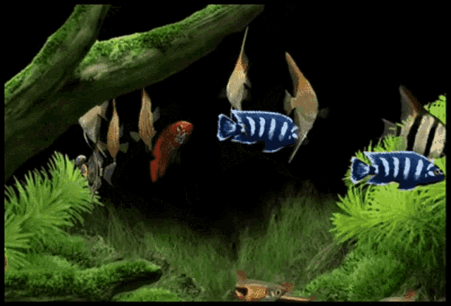 Aquário Fishes GIF - Aquário Fishes Aquarium GIFs
