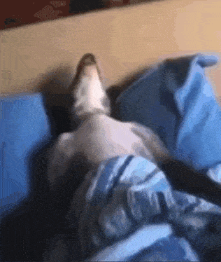 Sleeping Dog GIF - Sleeping Sleep Dog GIFs