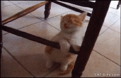 a cat is standing on its hind legs next to a chair on a tiled floor .
