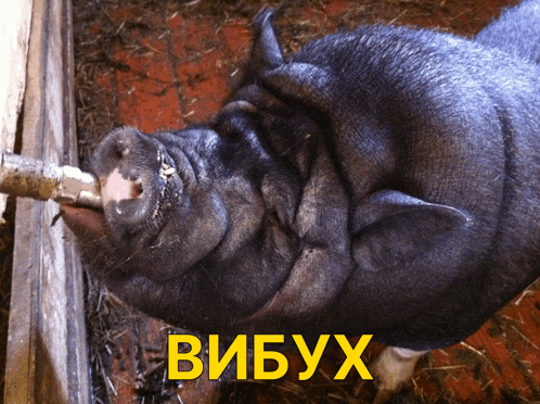 a pig drinking from a hose with the word vibuyx written on the bottom