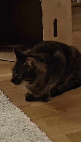 a cat laying on a wooden floor next to a cardboard box that says ' a ' on it