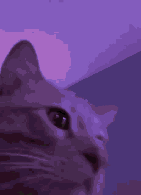 Mood Cat GIF