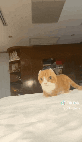 an orange and white cat is laying on a bed with a tiktok video behind it