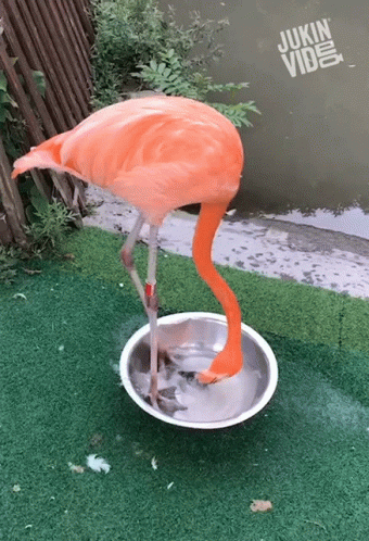 Flamingo Stomping GIF - Flamingo Stomping Drinking Water GIFs