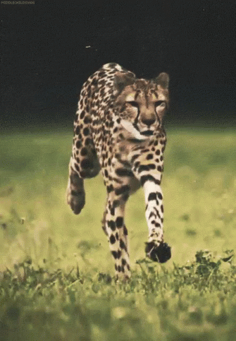 Wild Cat GIF - Wild Cat Jaguar GIFs