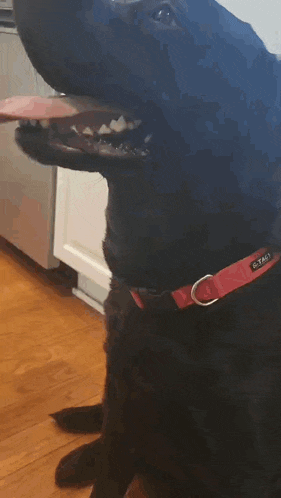 a black dog wearing a red collar that says tag