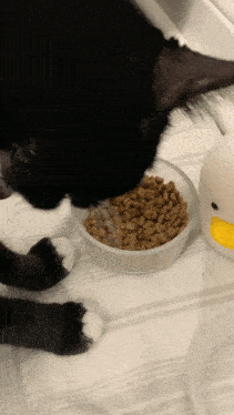 Cat Silly GIF - Cat Silly Eating GIFs