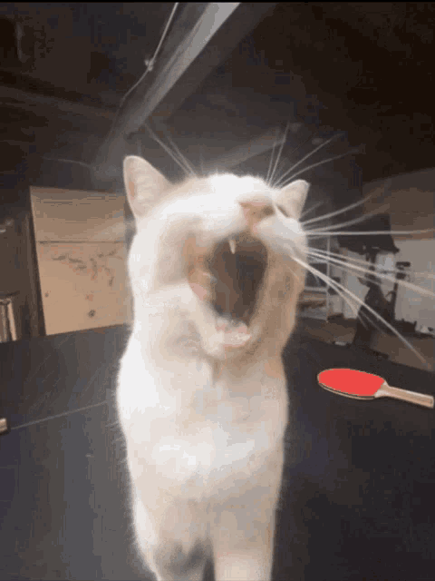 Cat Blep Tongue Cat GIF - Cat Blep Tongue Cat GIFs