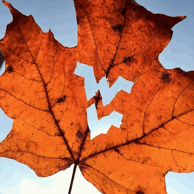 a maple leaf with the letter v carved out of it