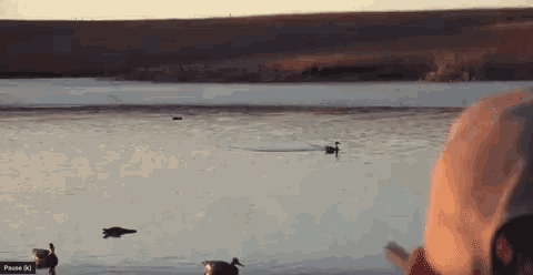a person looking at ducks in a lake with a pause ( k ) button