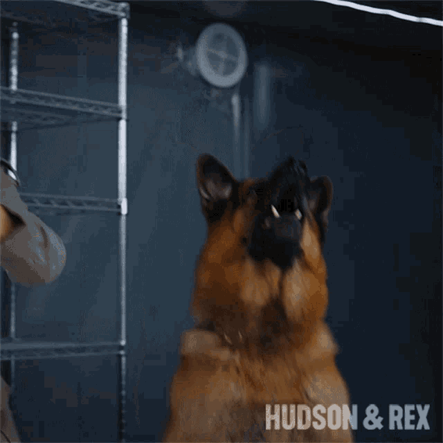 Catching Rex GIF - Catching Rex Hudson And Rex GIFs