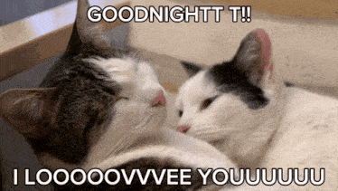 two cats sleeping next to each other with the caption goodnight t
