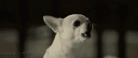 a small white dog is standing in a dark room with its mouth open and looking at the camera .