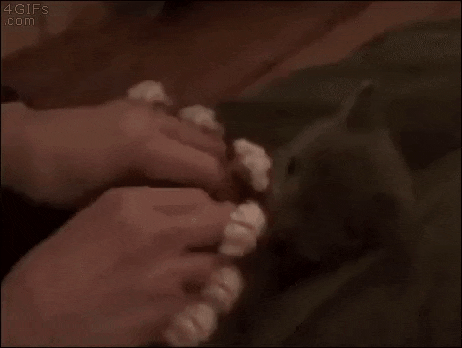 a kitten is laying on its back on a blanket being petted by a person .