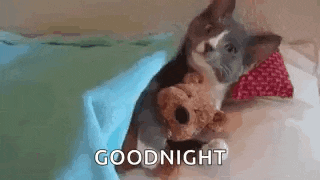 a cat is laying on a bed with a teddy bear and saying goodnight .