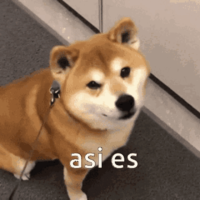 a shiba inu dog is sitting on the floor and looking at the camera with the words " asi es " written on it