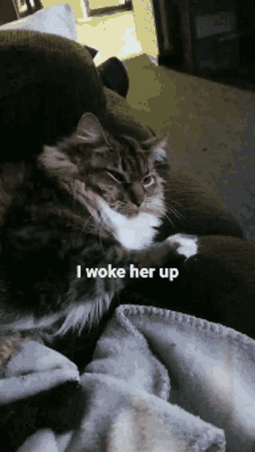 a cat laying on a couch with the words i woke her up above it