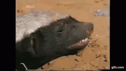 a close up of a honey badger with its mouth open eating something .