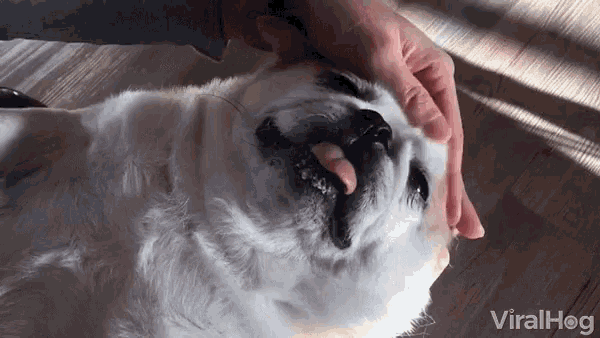 Pug Pug Enjoy Massage GIF - Pug Pug Enjoy Massage Dog GIFs