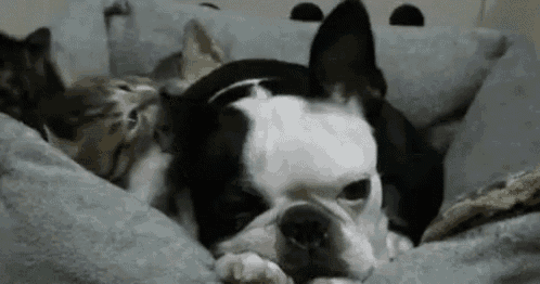a dog and a cat are laying next to each other in a dog bed .
