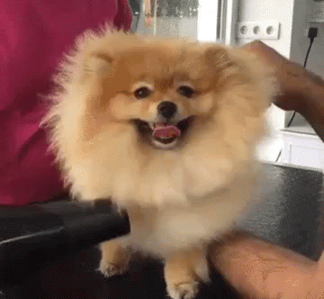 Pomeranian Blow-dry GIF - Puppy Cute Dog GIFs