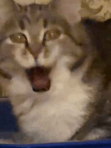 a close up of a cat 's face with its tongue out .