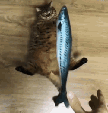 Now That Is A Castfish Haha GIF - Funny Animals Cat Fish Catching A Fish GIFs
