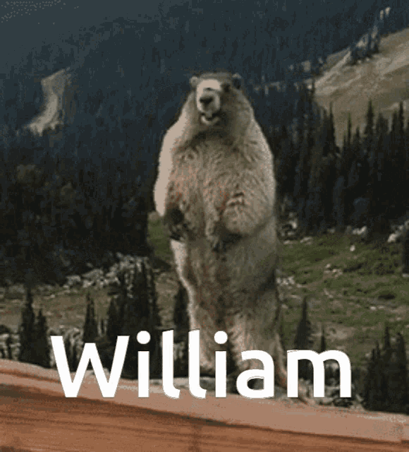 William Willy GIF - William Will Willy GIFs