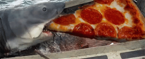 A Shark With The Right Idea GIF - Shark Pizza Eating GIFs