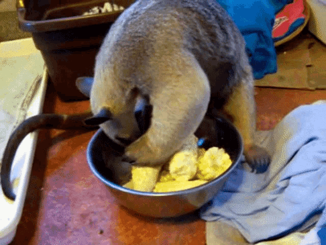 a small animal is eating food from a bowl on the floor