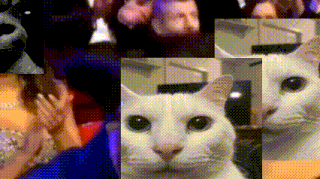 Cat Uncanny Cat GIF - Cat Uncanny Cat Canny Cat GIFs