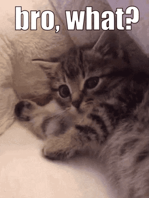 a kitten is laying on its back with the words bro what written above it