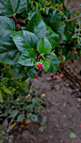 a plant with green leaves and red buds on it