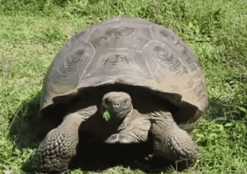 Turtle Shell GIF