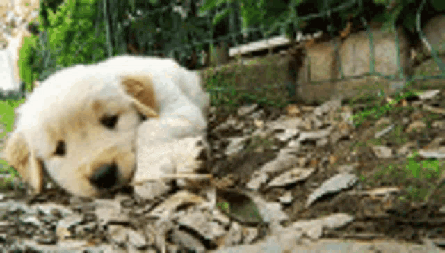 a small white puppy is laying on the ground in the dirt